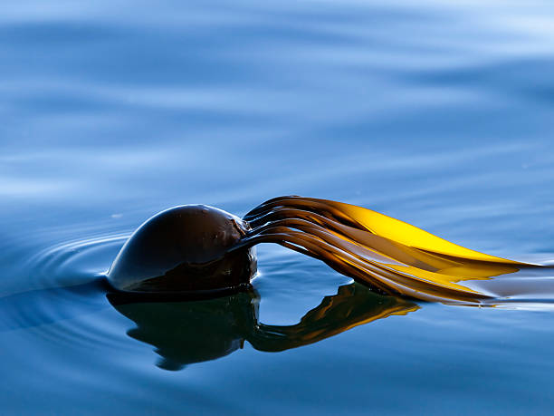 Seawhip (Bull Kelp)