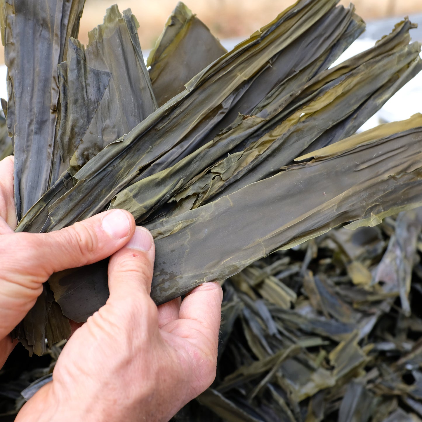 Seawhip (Bull Kelp)