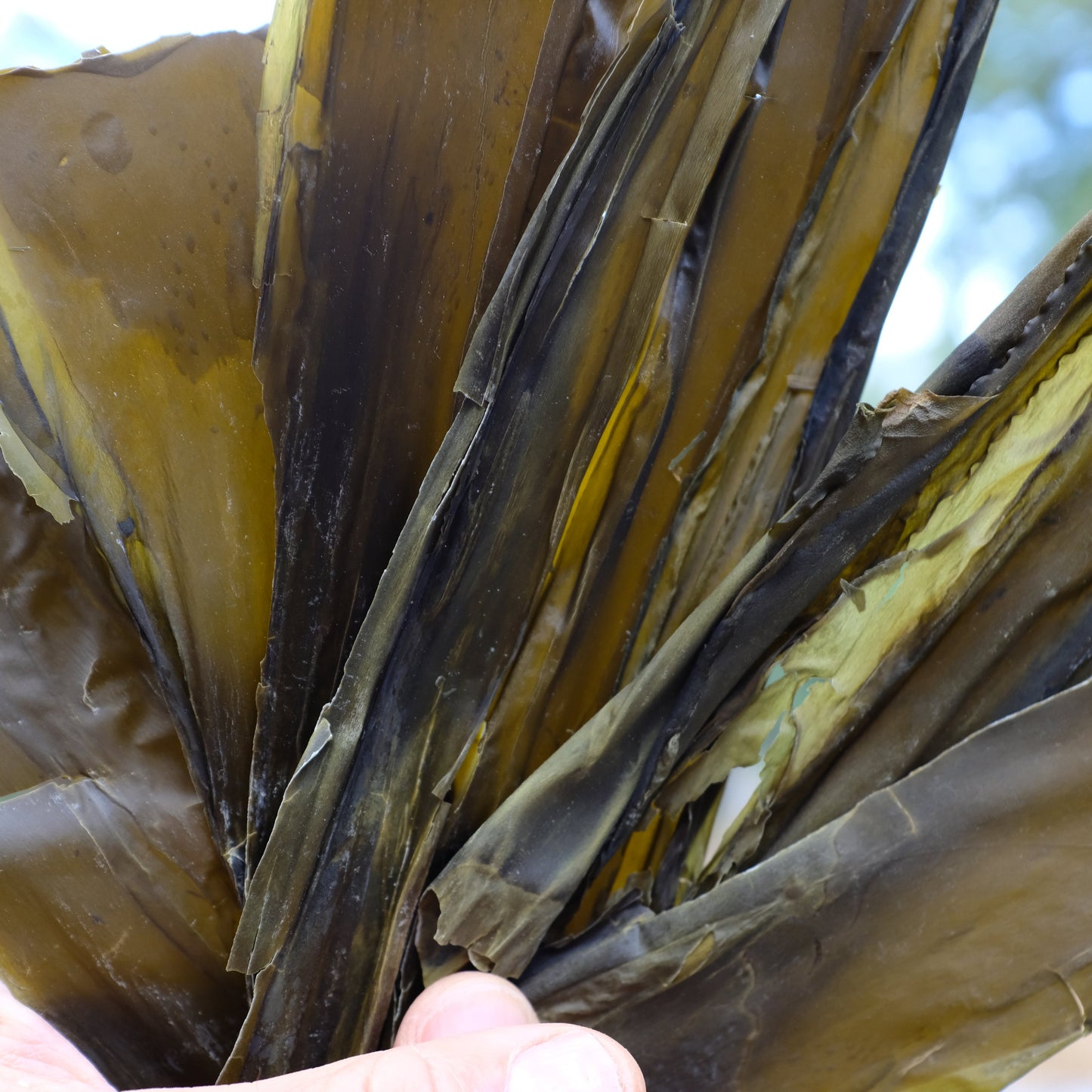 Seawhip (Bull Kelp)