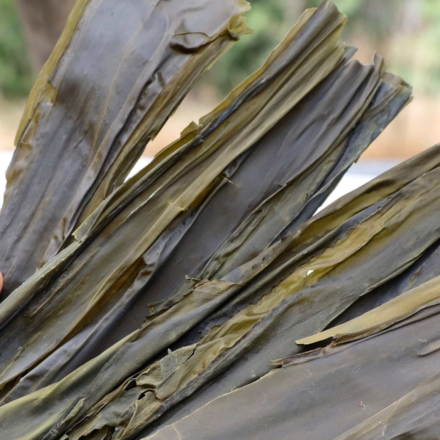 Seawhip (Bull Kelp)