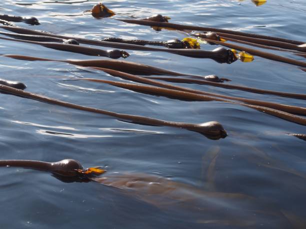 Seawhip (Bull Kelp)