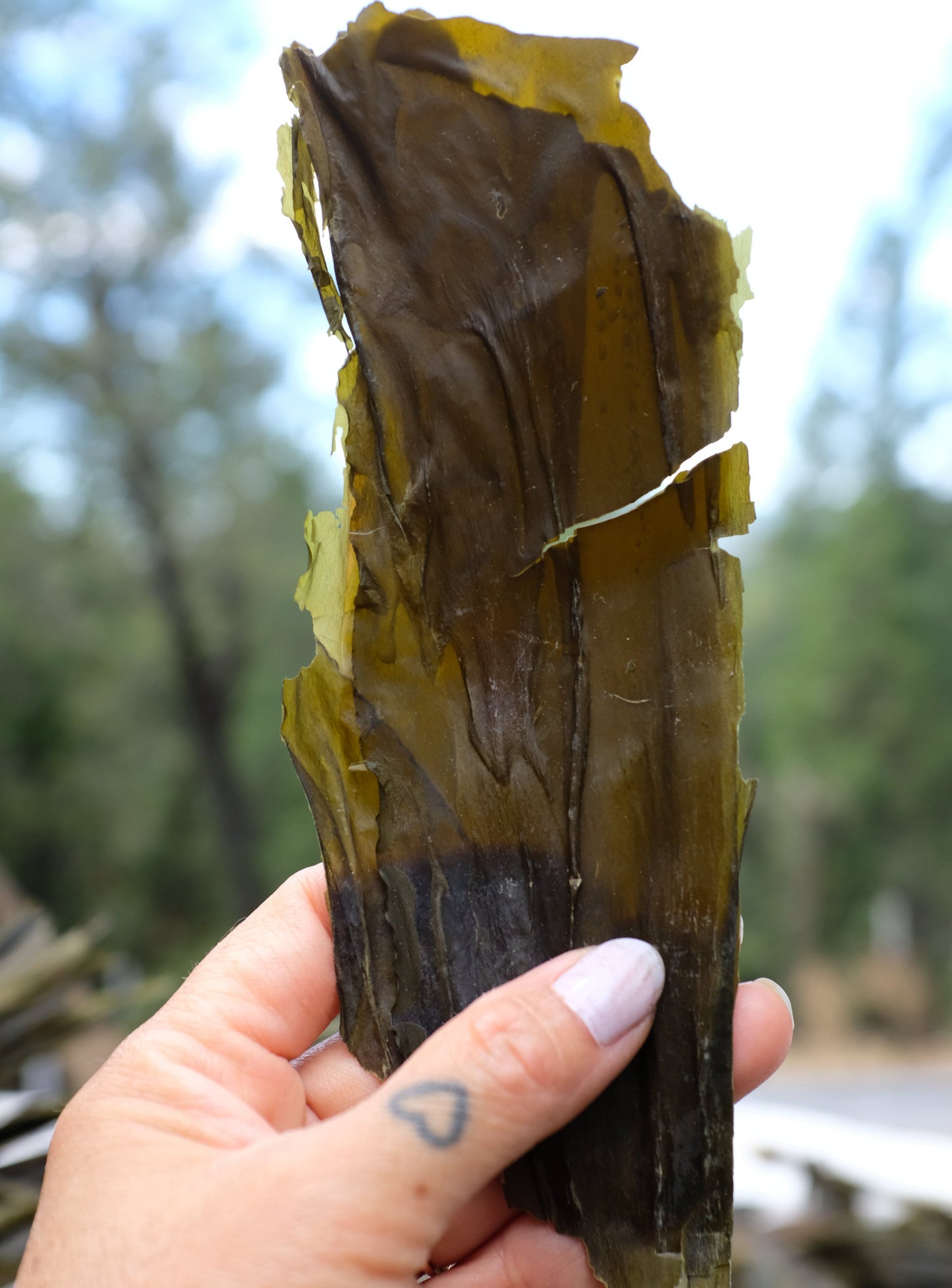 Seawhip (Bull Kelp)