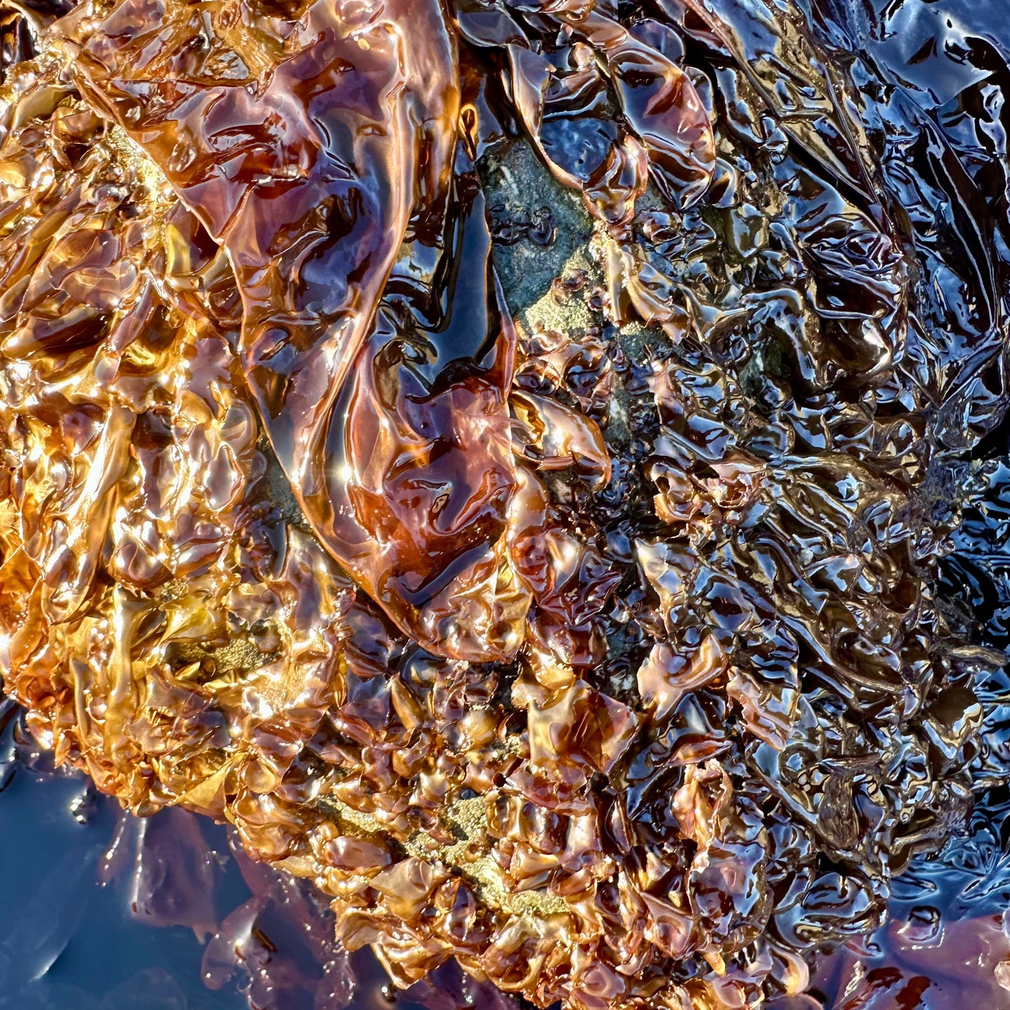 Wild Hand-Cured Whole-Leaf Nori