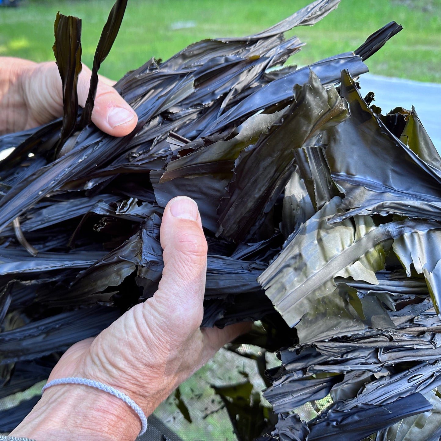 Wakame (Whole Leaf)
