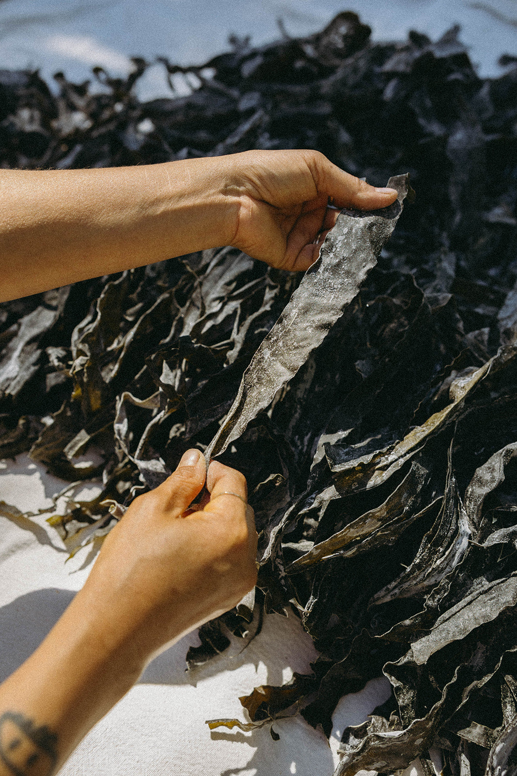 wild cured and dried kombu seaweed fronds with hands holding a piece of dried kombu