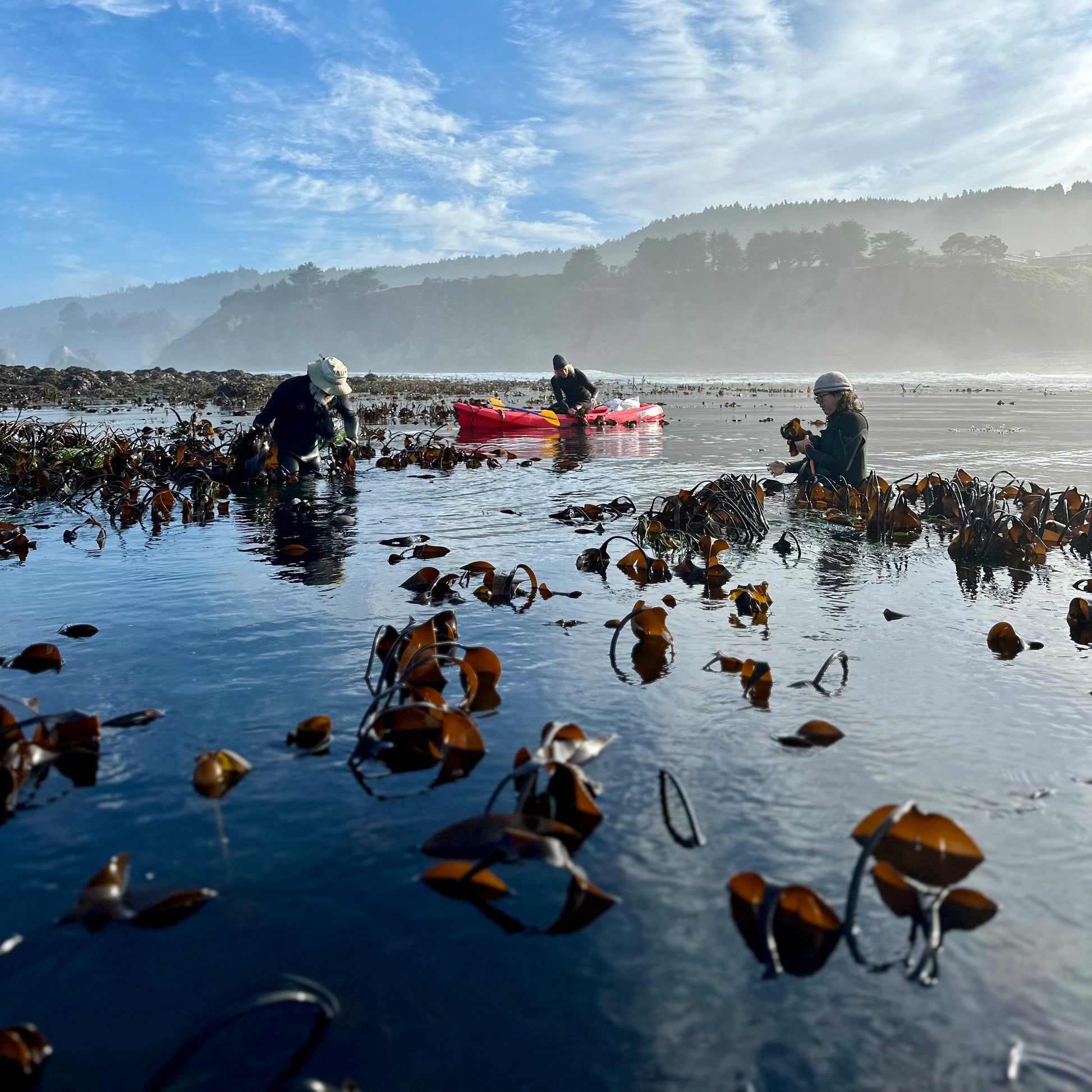 three people harvesting wild kombu in the ocean 