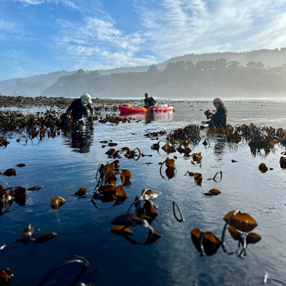 three people harvesting wild kombu in the ocean 