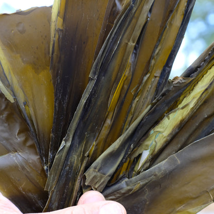 Seawhip (Bull Kelp)