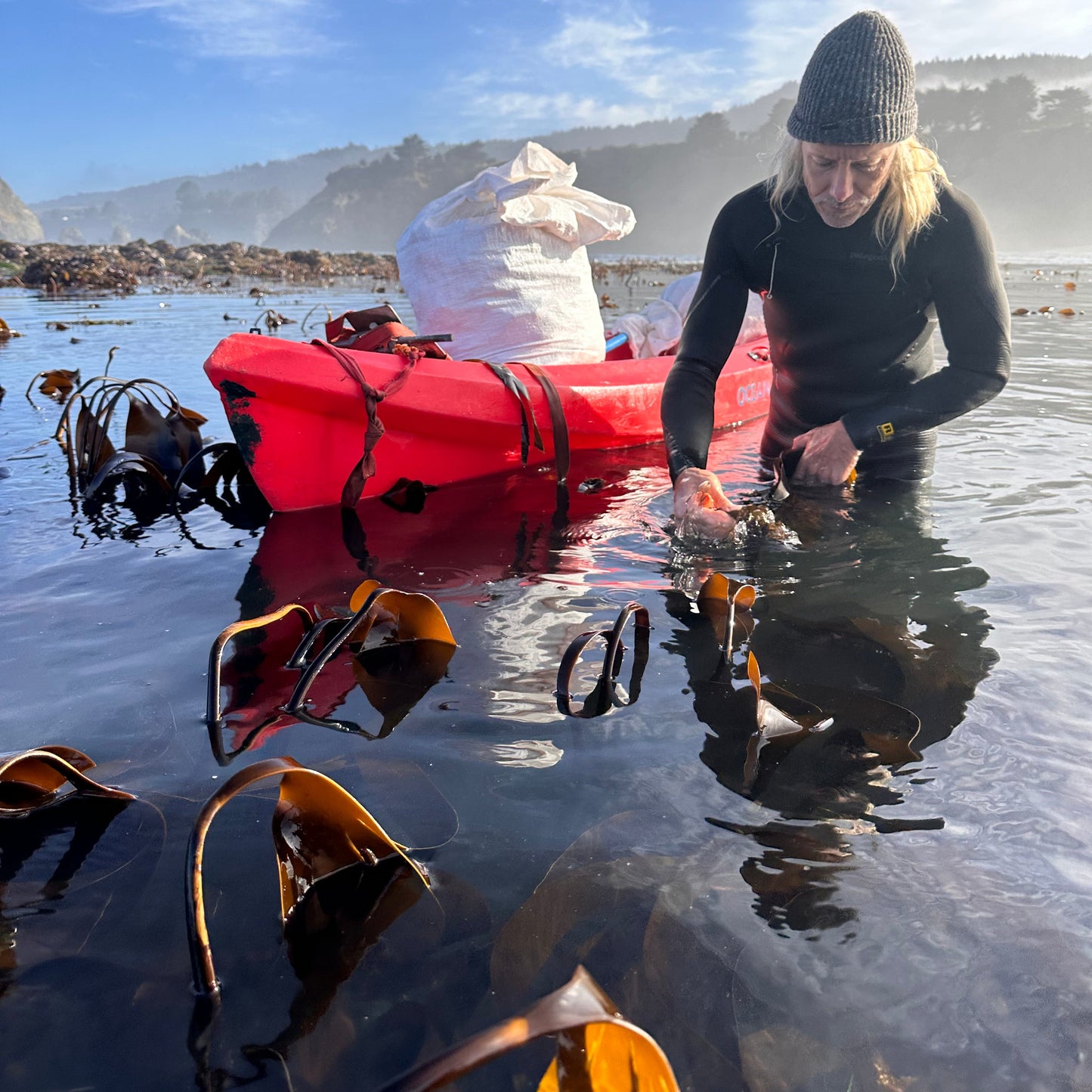 man hand harvesting kombu in the ocean with a kayak