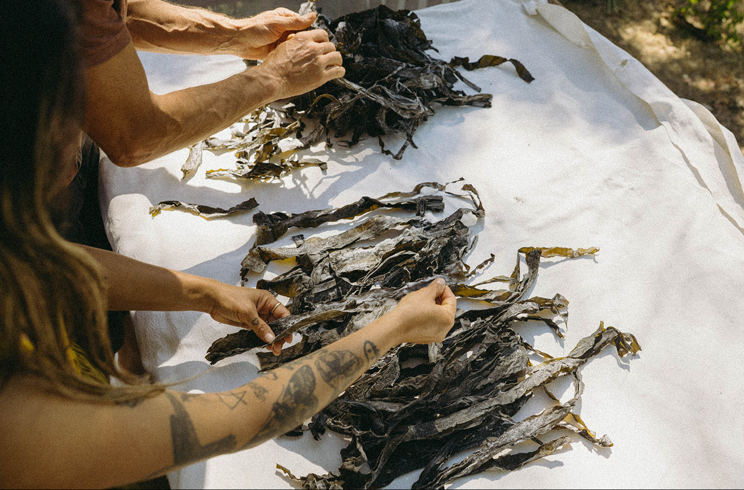 Person sorting dried seaweed on a white surface outdoors