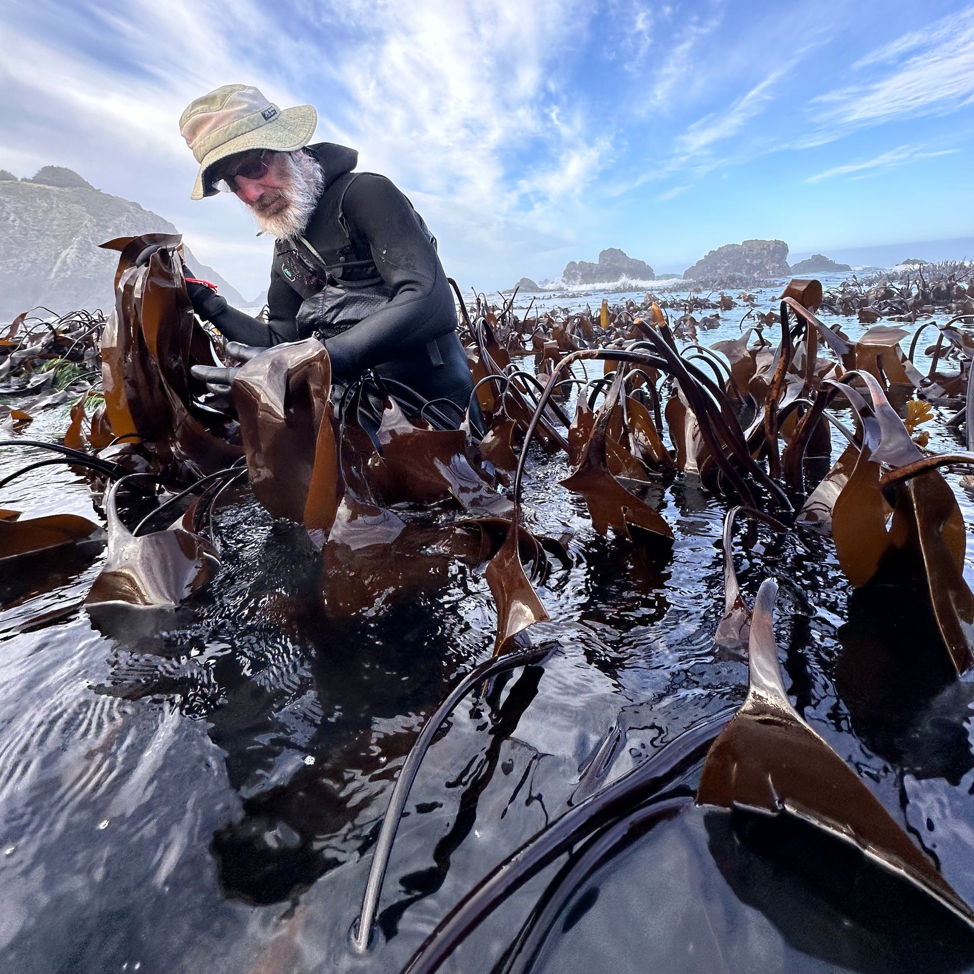 man hand harvesting kombu in the ocean