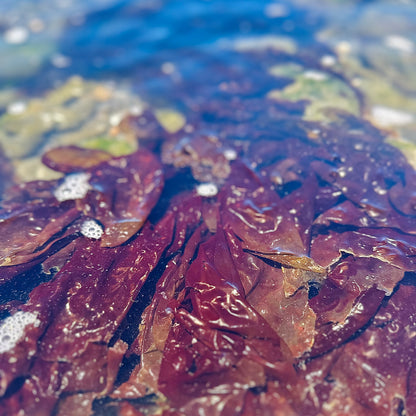 Wild Hand-Cured Whole-Leaf Nori