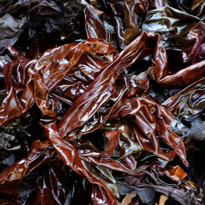 Wild Hand-Cured Whole-Leaf Nori