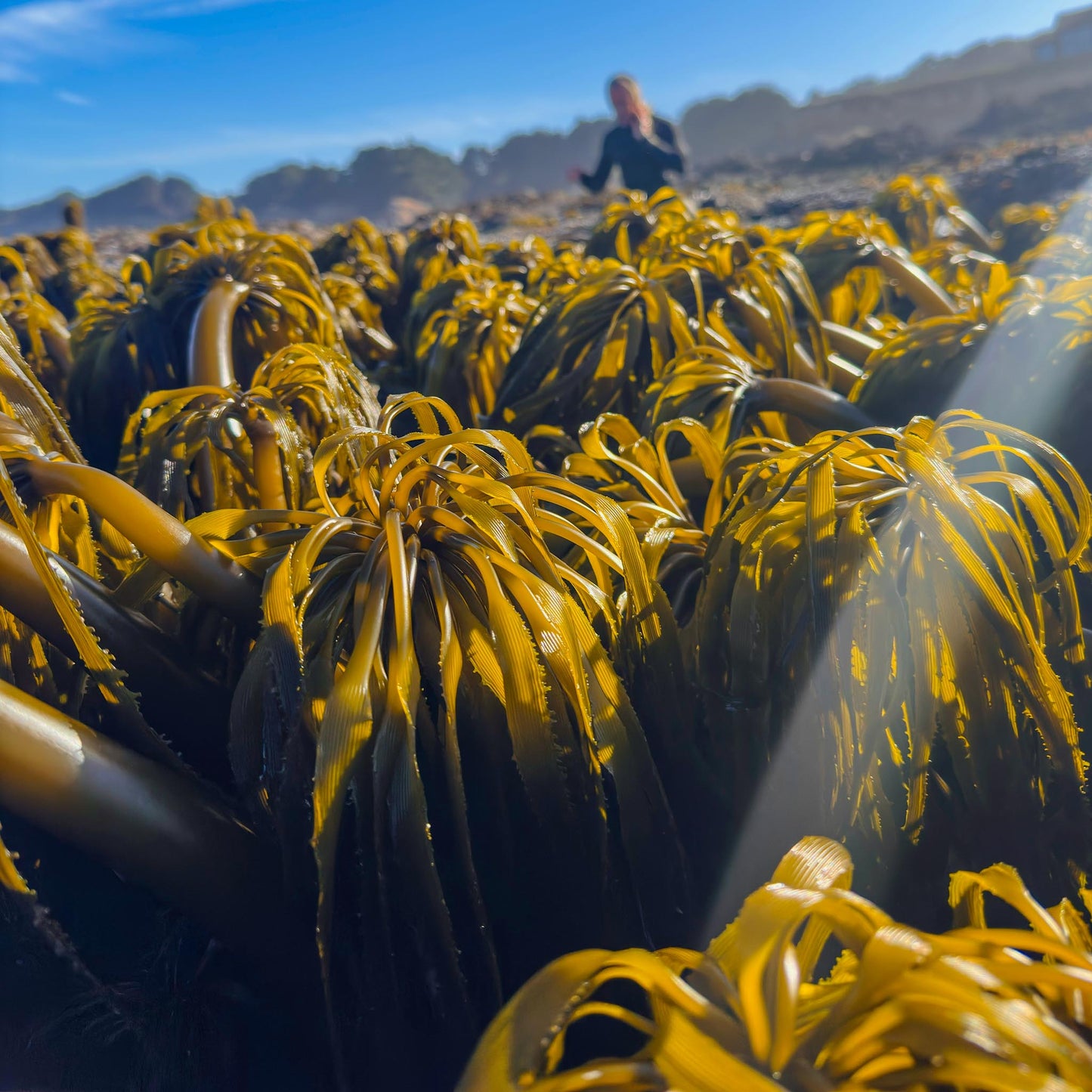 Sea Palm