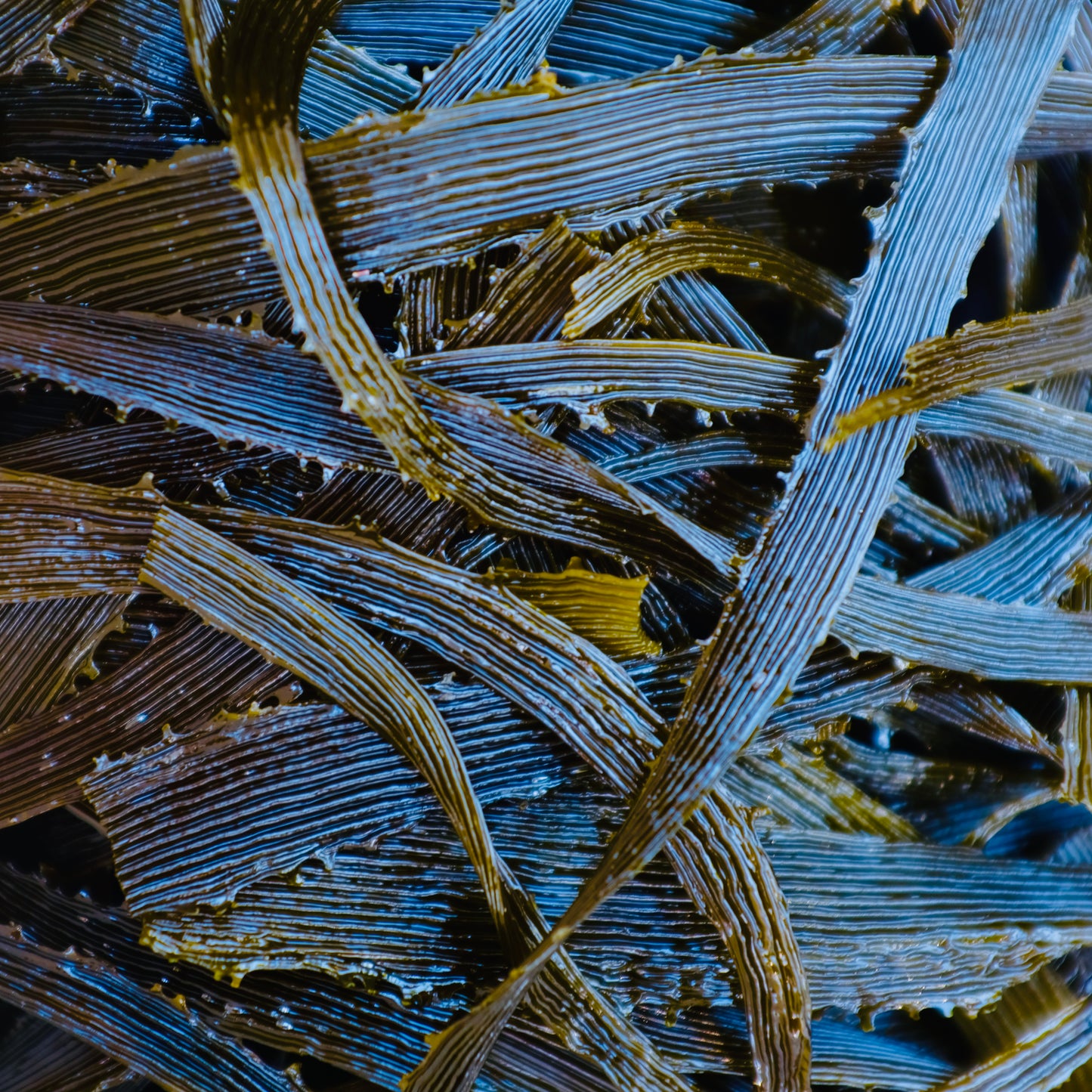 Sea Palm