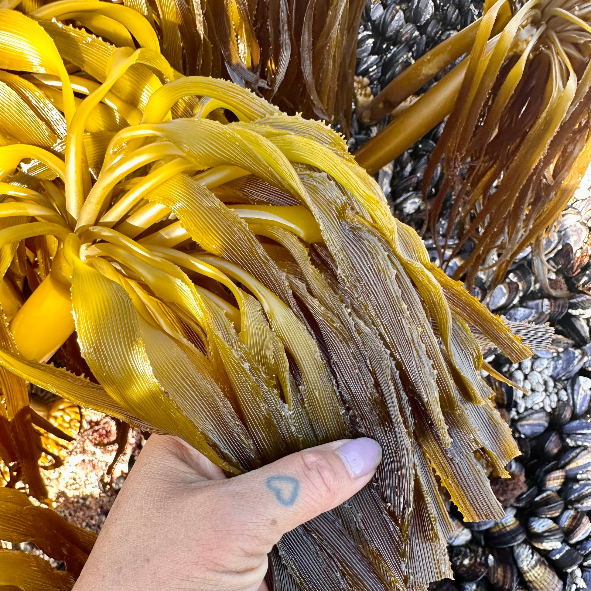 sea palms plant Wild Sea Palm Seaweed | The Gateway Seaweed