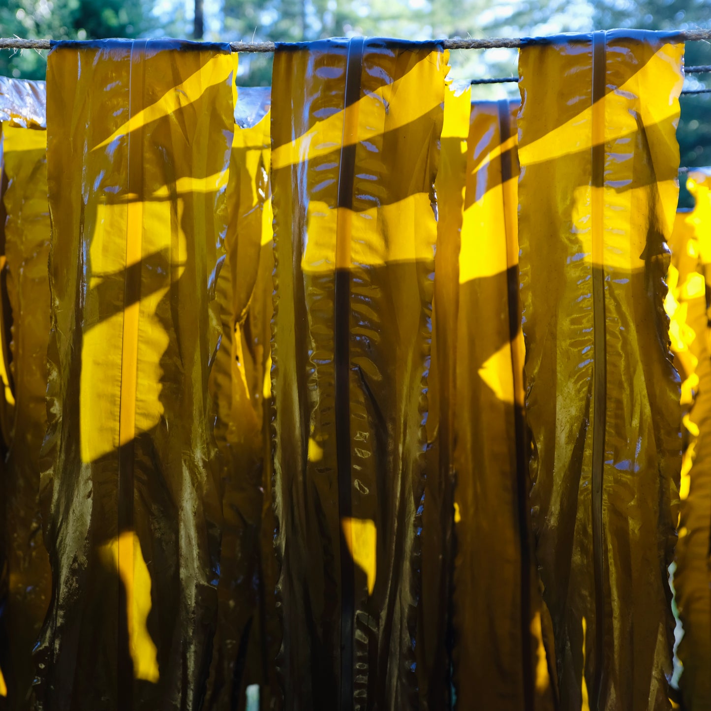 Sliced Wakame Noodles