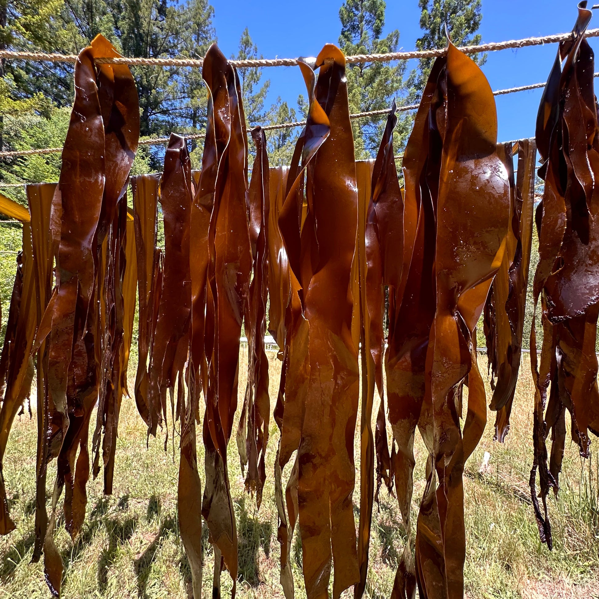 wild pacific kombu line drying