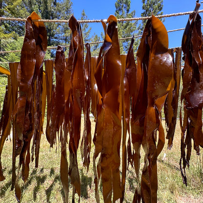 wild pacific kombu line drying